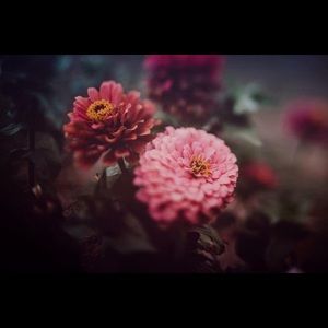 Meet your Posher, Dianne